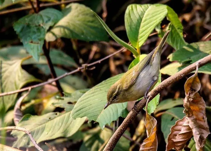 Gokarna Forest - Tranquil Haven In