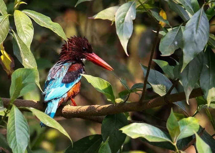 Gokarna Forest - Tranquil Haven In 5* Kathmandu