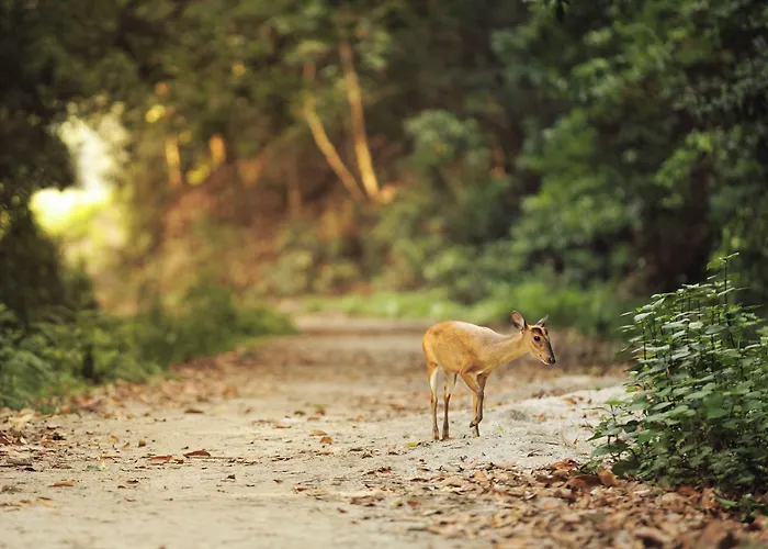 Ośrodek wypoczynkowy Gokarna Forest - Tranquil Haven In Katmandu