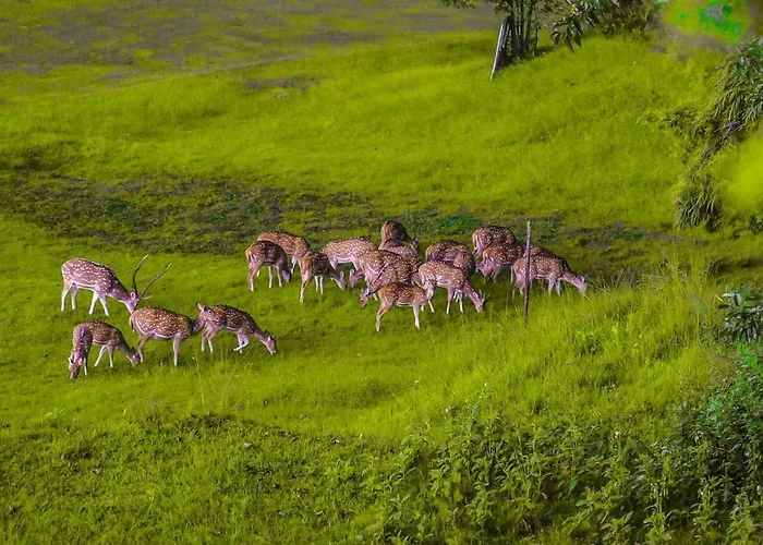 Gokarna Forest - Tranquil Haven In Resort 5*